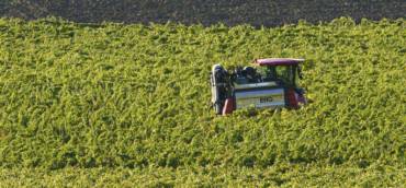 Vendemmia 2020